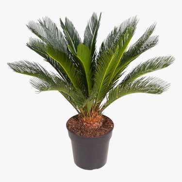Cycas Revoluta - Sago Palm